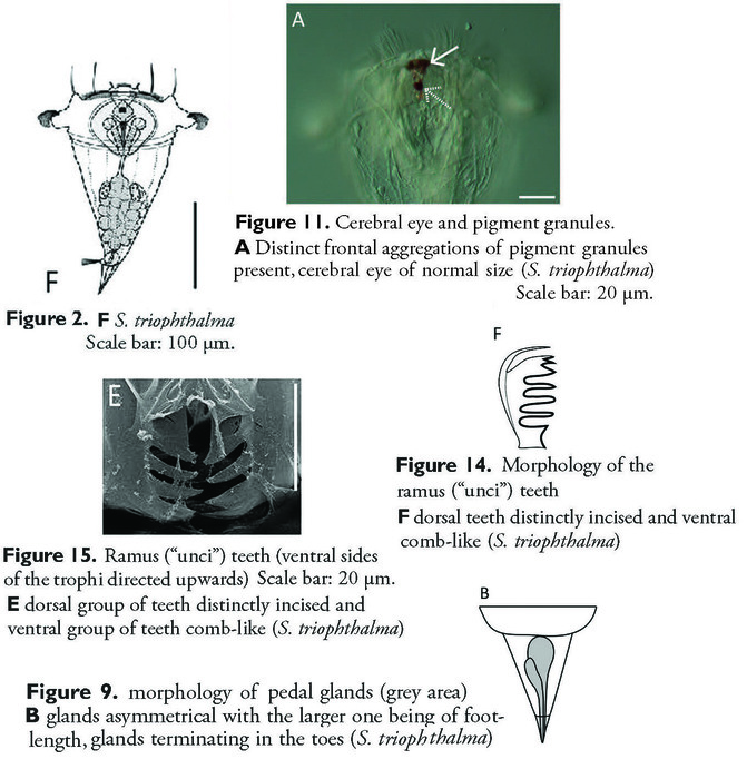 Synchaeta triophthalma