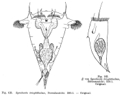 Synchaeta triophthalma