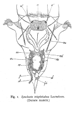 Synchaeta triophthalma - Original description image