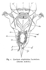Synchaeta triophthalma