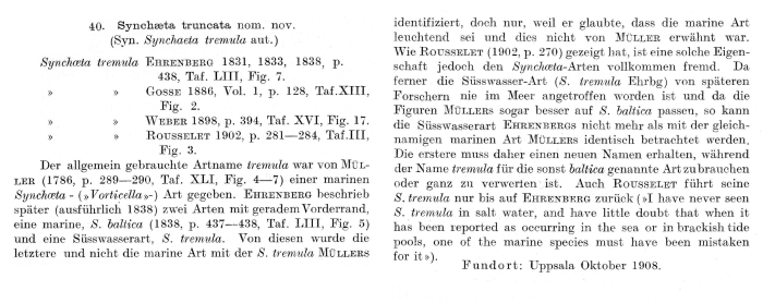 Synchaeta truncata - Original description image