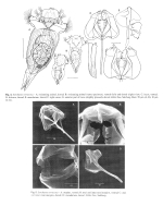Synchaeta verrucosa