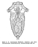 Synchaeta verrucosa