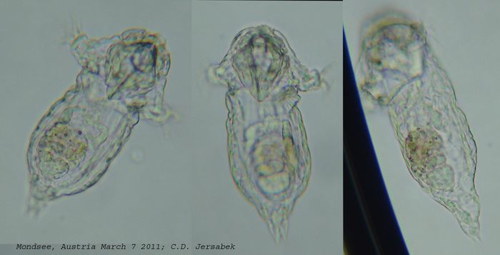 Synchaeta verrucosa Synchaeta verrucosa