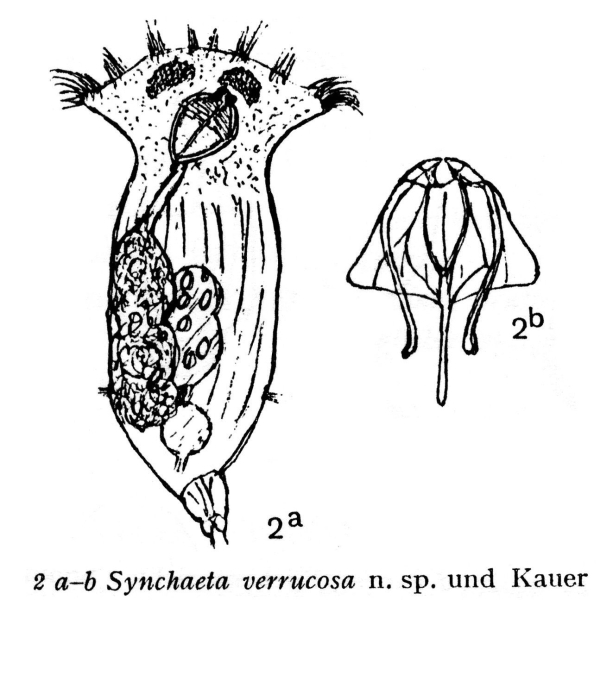 Synchaeta verrucosa - Original description image