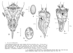 Synchaeta vorax
