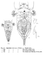 Synchaeta vorax