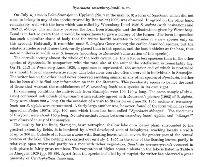 Synchaeta wesenberglundi - Original description image