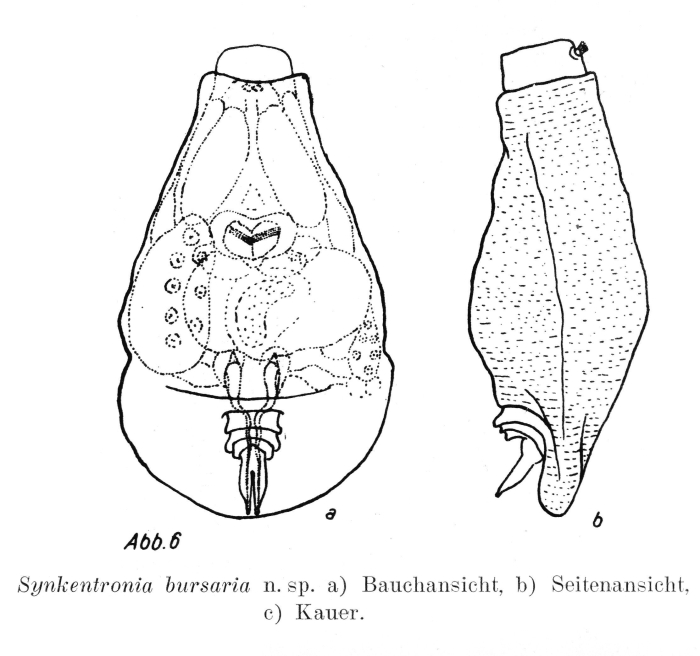 Synkentronia bursaria - Original description image
