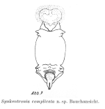 Synkentronia complicata - Original description image