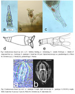 Synkentronia haueri - Original description image