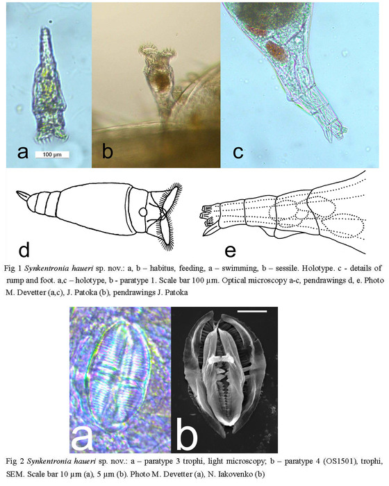 Synkentronia haueri - Original description image