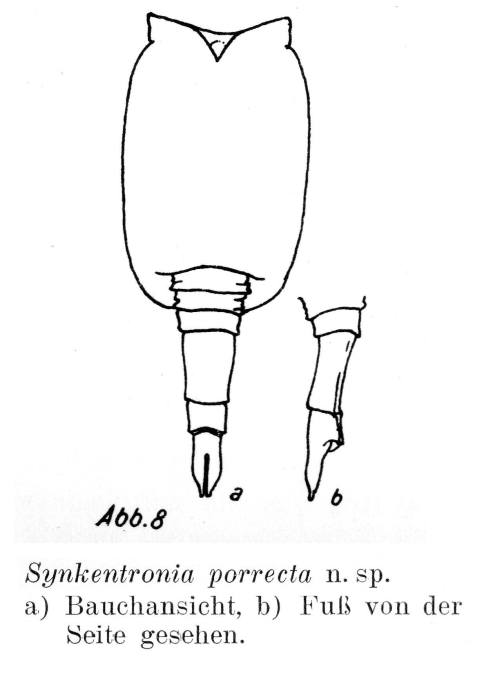 Synkentronia porrecta - Original description image
