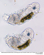 Taphrocampa annulosa