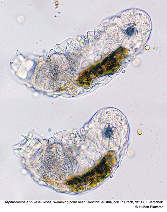 Taphrocampa annulosa Taphrocampa annulosa