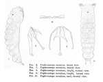 Taphrocampa annulosa