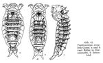 Taphrocampa annulosa