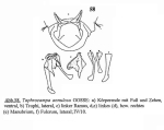 Taphrocampa annulosa
