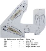 Taphrocampa annulosa