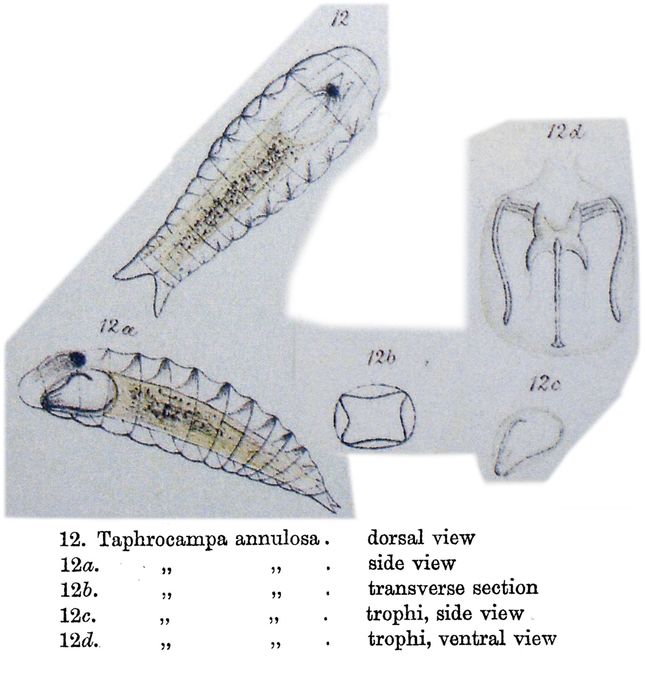 Taphrocampa annulosa Taphrocampa annulosa