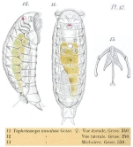 Taphrocampa annulosa