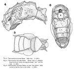 Taphrocampa annulosa