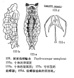 Taphrocampa annulosa