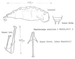 Taphrocampa annulosa