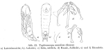 Taphrocampa annulosa