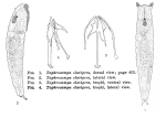 Taphrocampa clavigera