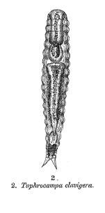 Taphrocampa clavigera