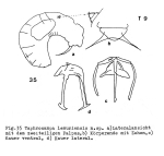 Taphrocampa lemurensis