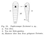 Taphrocampa levinseni - Original description image