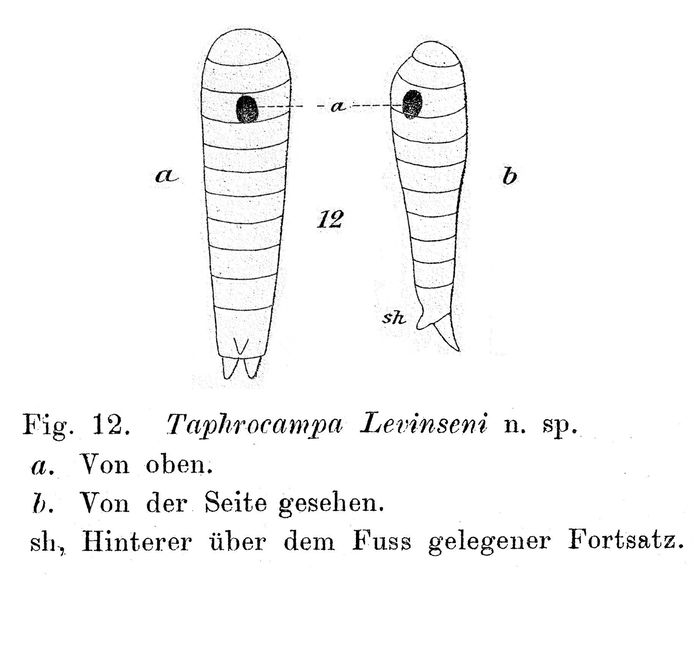 Taphrocampa levinseni - Original description image