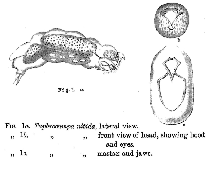 Taphrocampa nitida - Original description image
