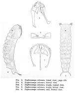 Taphrocampa selenura