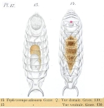 Taphrocampa selenura