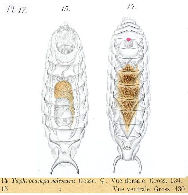 Taphrocampa selenura Taphrocampa selenura