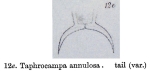 Taphrocampa selenura