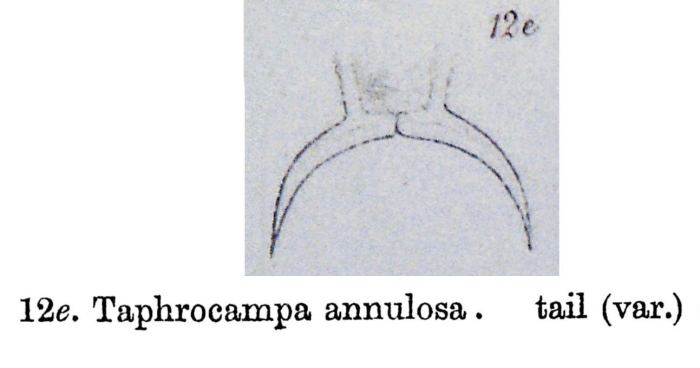 Taphrocampa selenura Taphrocampa selenura