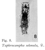 Taphrocampa selenura