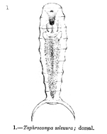 Taphrocampa selenura - Original description image