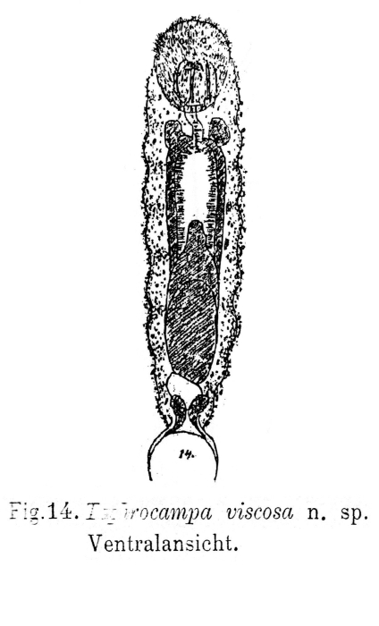 Taphrocampa viscosa - Original description image