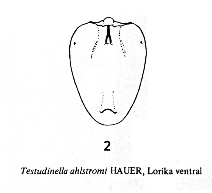 Testudinella ahlstromi Testudinella ahlstromi