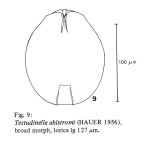Testudinella ahlstromi
