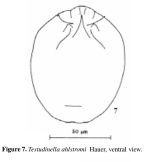 Testudinella ahlstromi