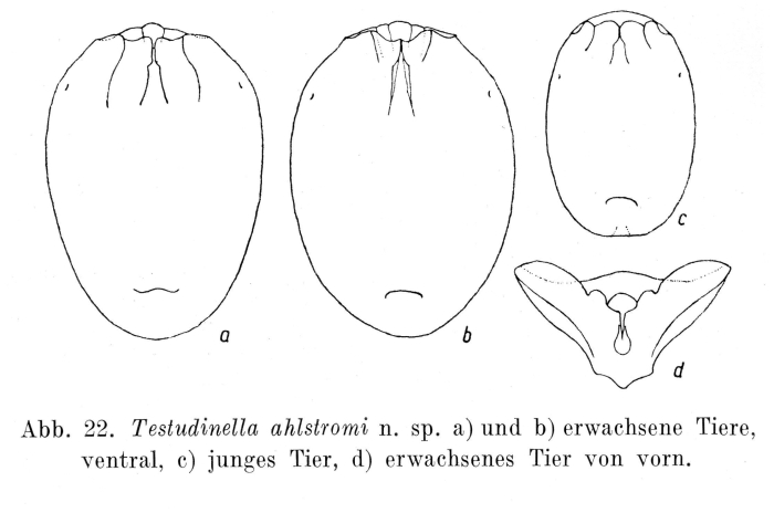 Testudinella ahlstromi - Original description image