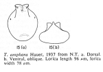 Testudinella amphora