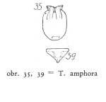 Testudinella amphora
