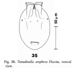 Testudinella amphora